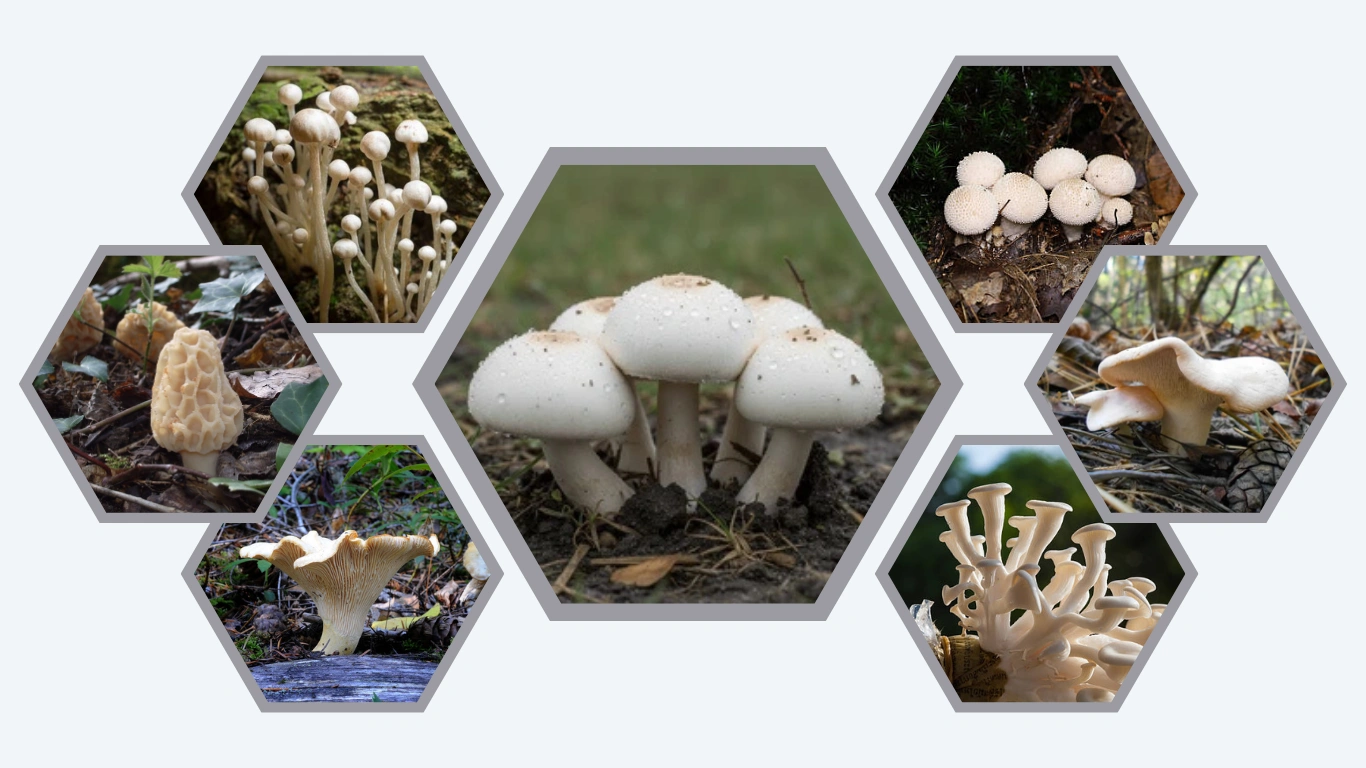 13 Types of Halthy white Mushroom Identification with Picture