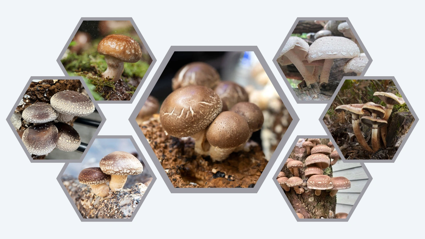 15 Types of Shiitake Mushrooms Identification with Pictures 