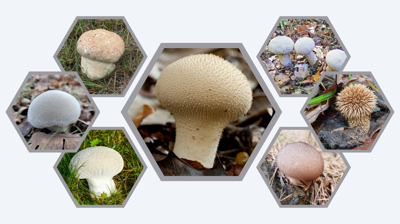 17 Common Types of Puffball Mushrooms ID with Picture