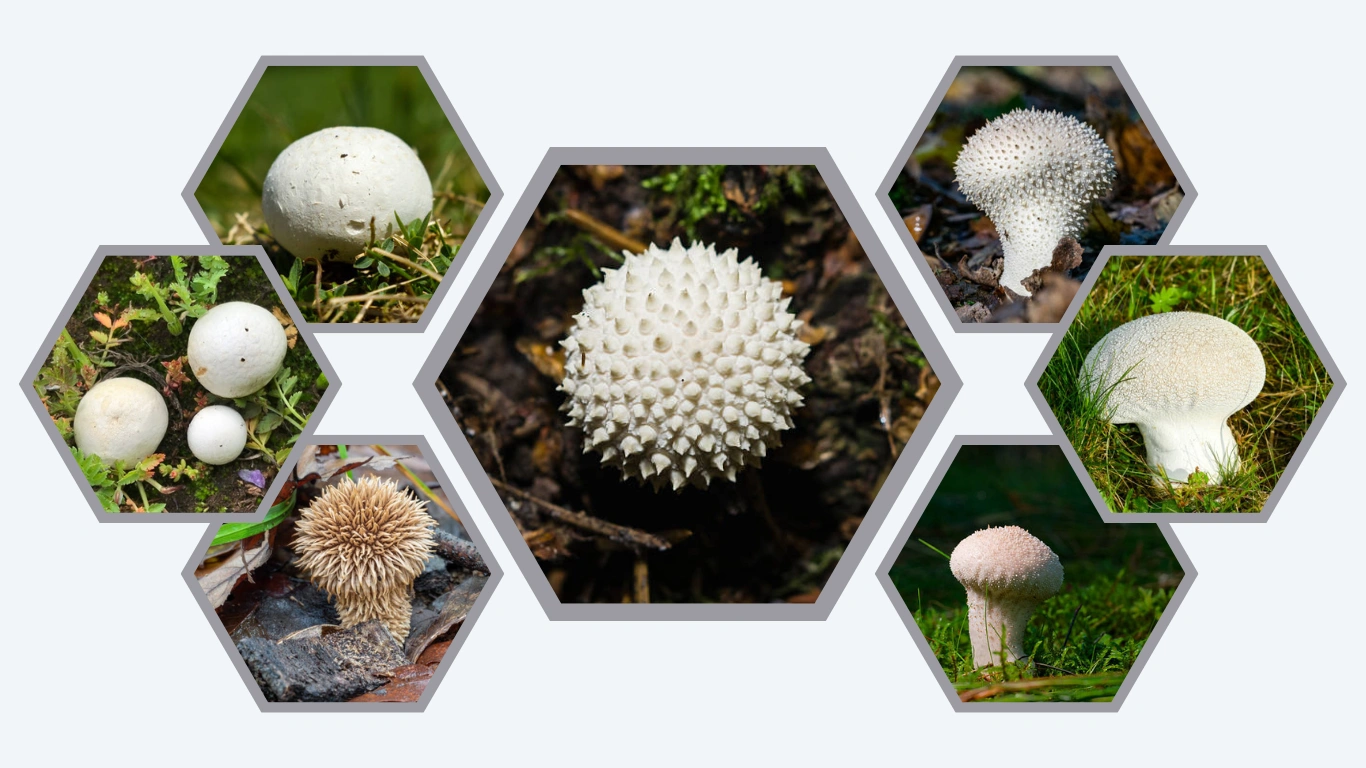 17 Common Types of Puffball Mushrooms ID with Picture