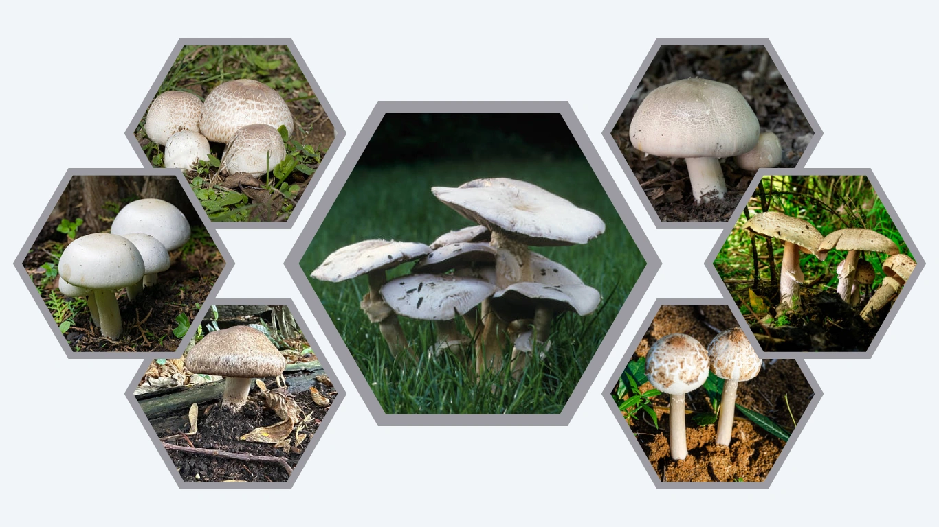 17 Types of Button (Agaricus) Mushrooms (ID with Pictures) 