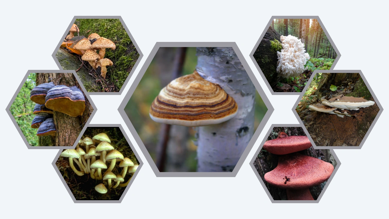 25 Mushrooms that Grow On Trees Identification with Picture