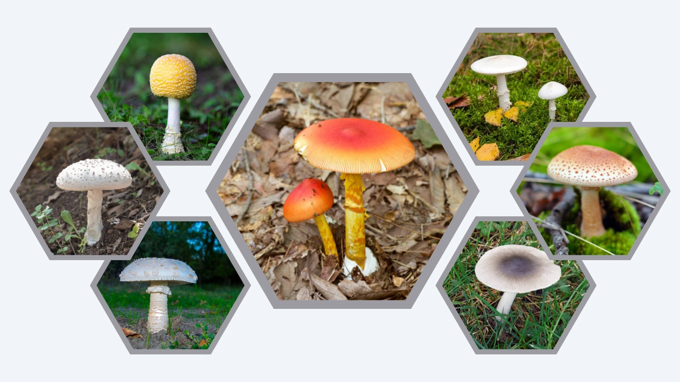 27 Common Types of Amanita Mushrooms ID with Picture