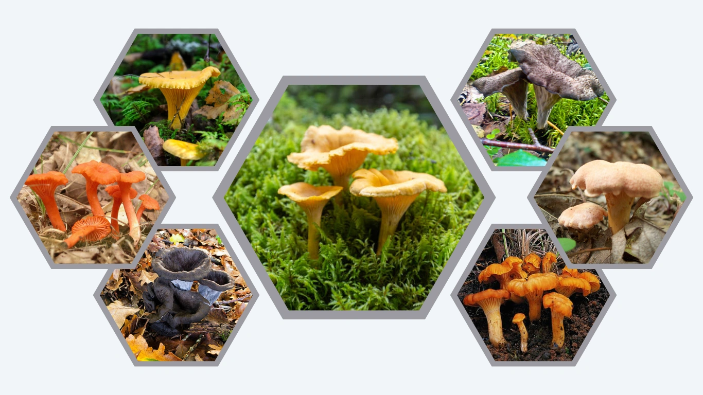27 Common Types of Chanterelle Mushrooms ID with Picture