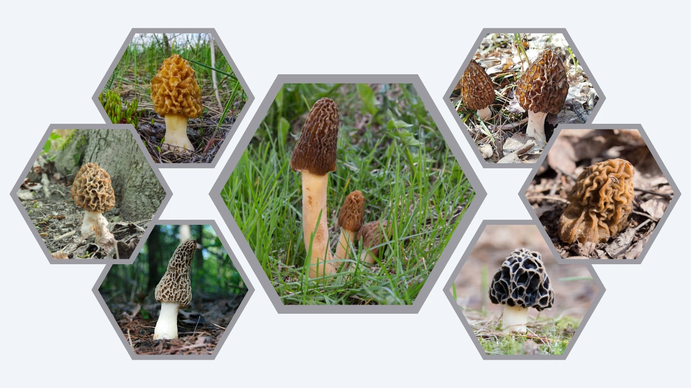 27 Common Types of Morel Mushrooms ID with Picture