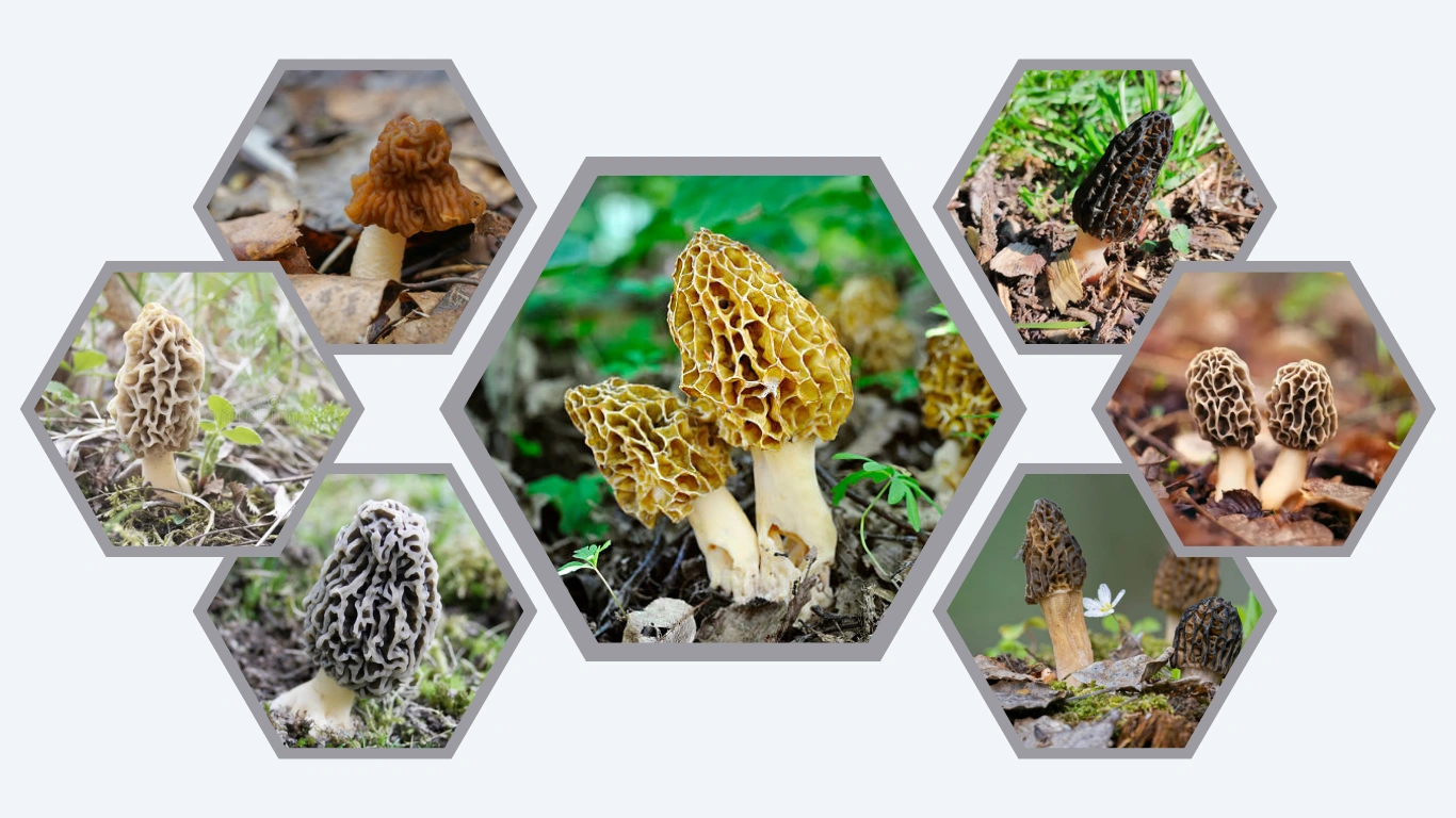 32 Common Types of Morel Mushrooms Identification with Pictures