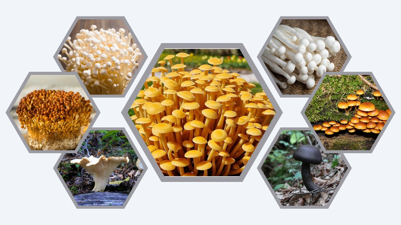 7 Types of Enoki Mushroom Identification with Picture