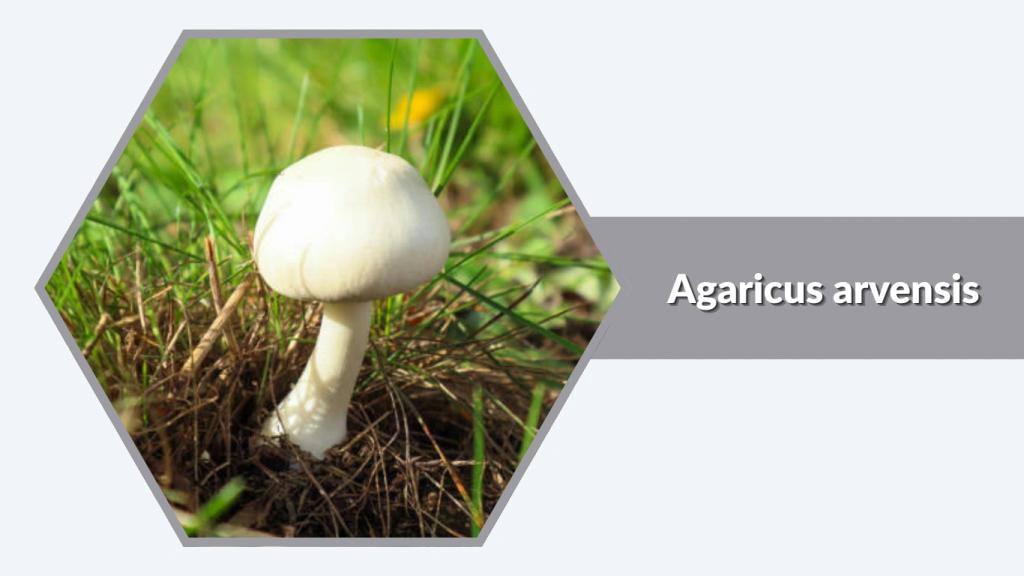 Agaricus arvensis