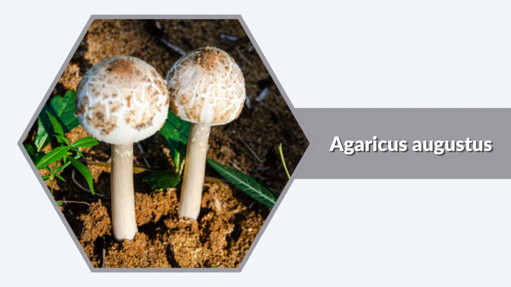 Agaricus augustus