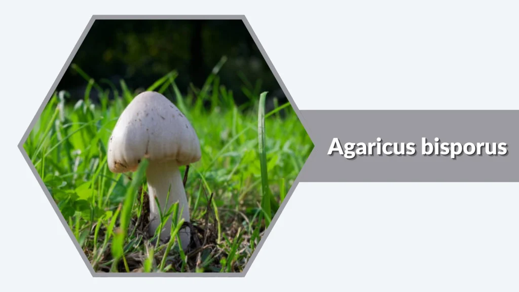Agaricus bisporus
