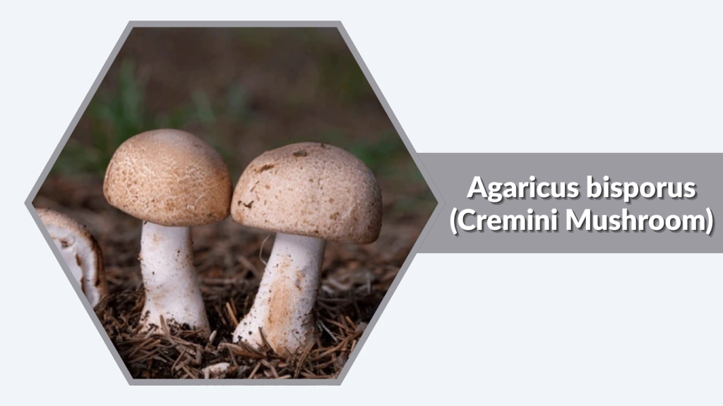 Agaricus bisporus (Cremini Mushroom)