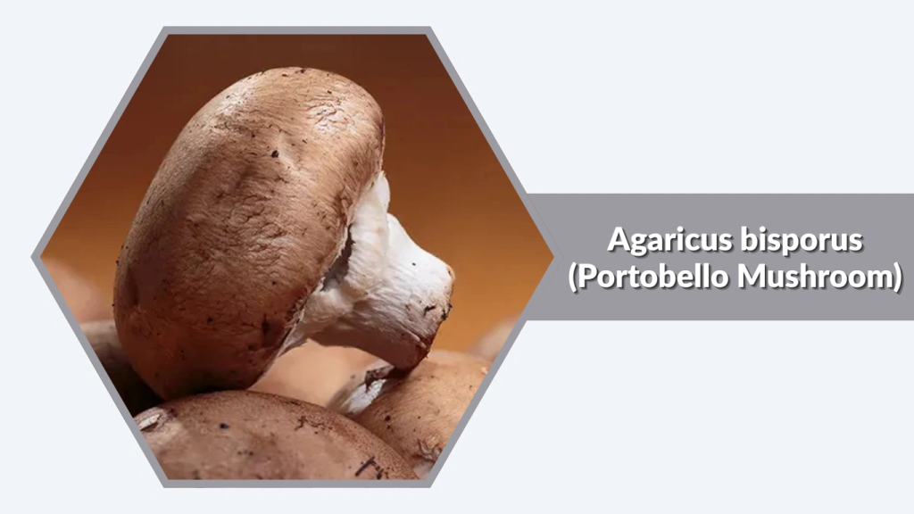 Agaricus bisporus (Portobello Mushroom)