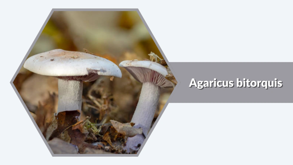 Agaricus bitorquis