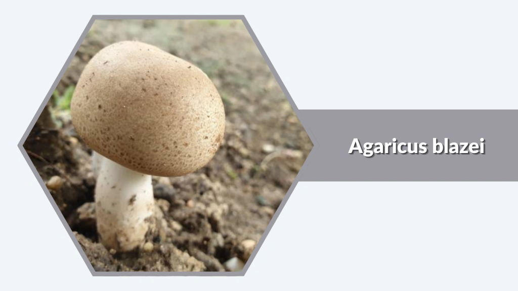 Agaricus blazei