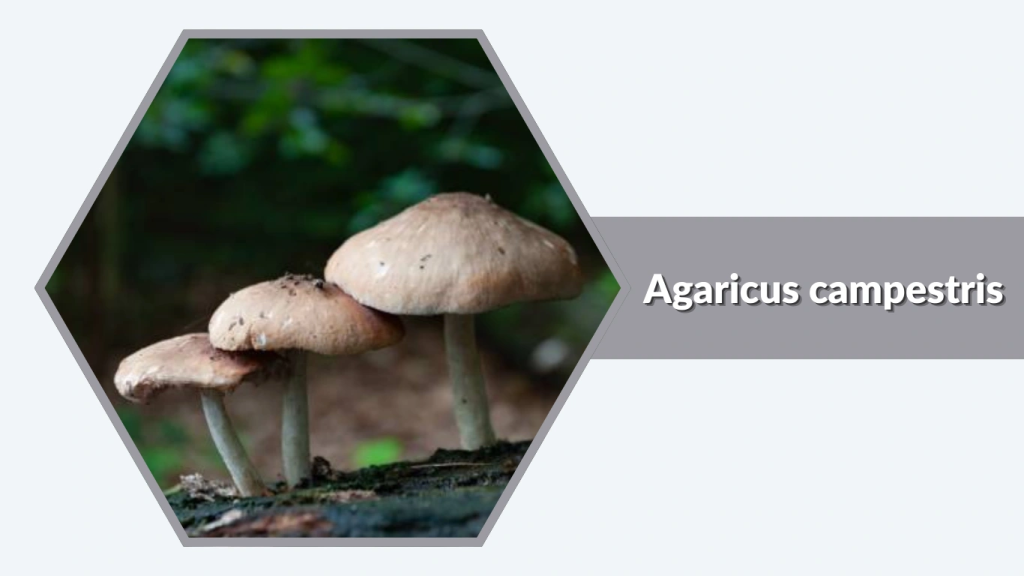 Agaricus campestris