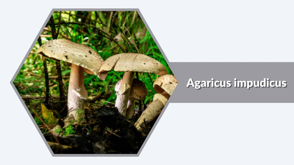 Agaricus impudicus
