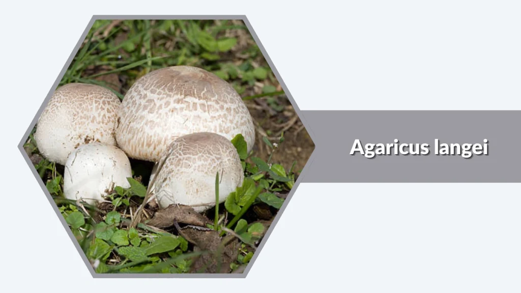 Agaricus langei