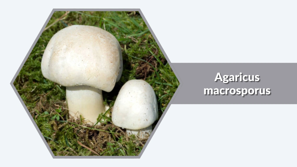 Agaricus macrosporus