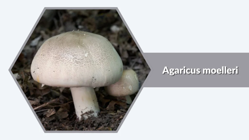 Agaricus moelleri