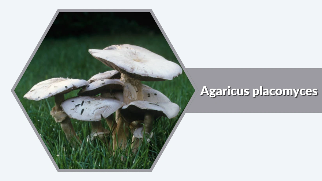 Agaricus placomyces