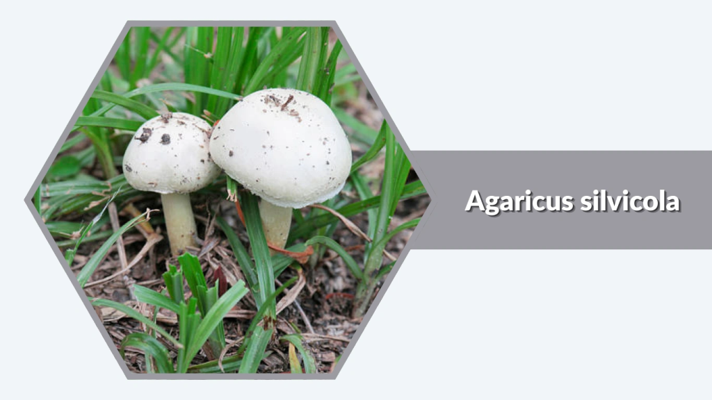 Agaricus silvicola