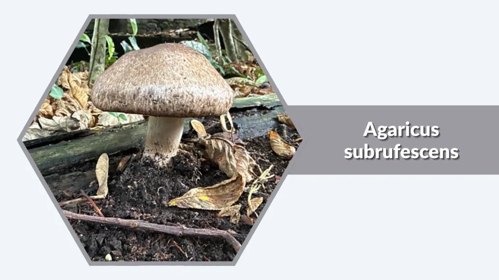 Agaricus subrufescens