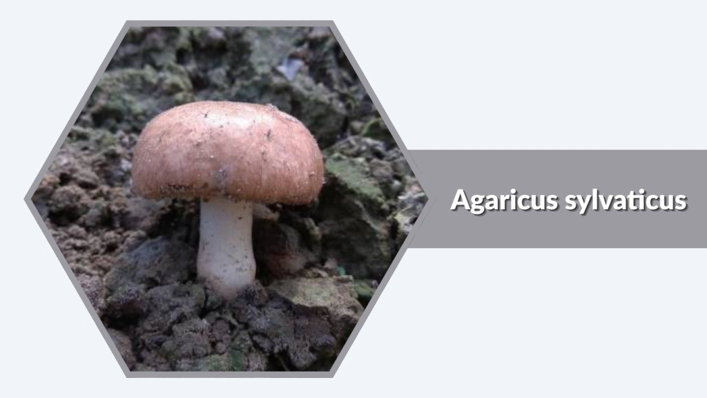Agaricus sylvaticus