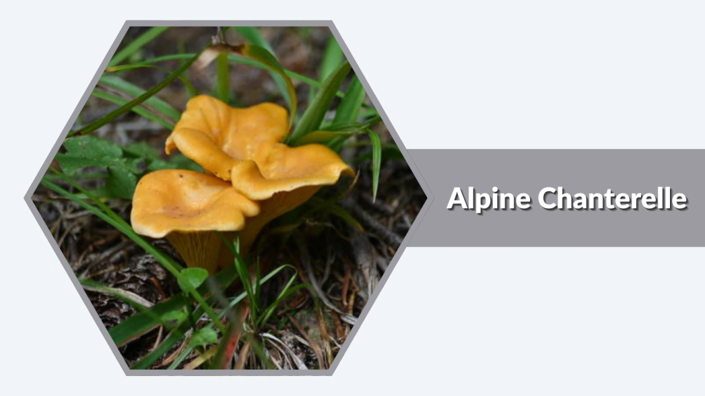 Alpine Chanterelle (Cantharellus alpinus)