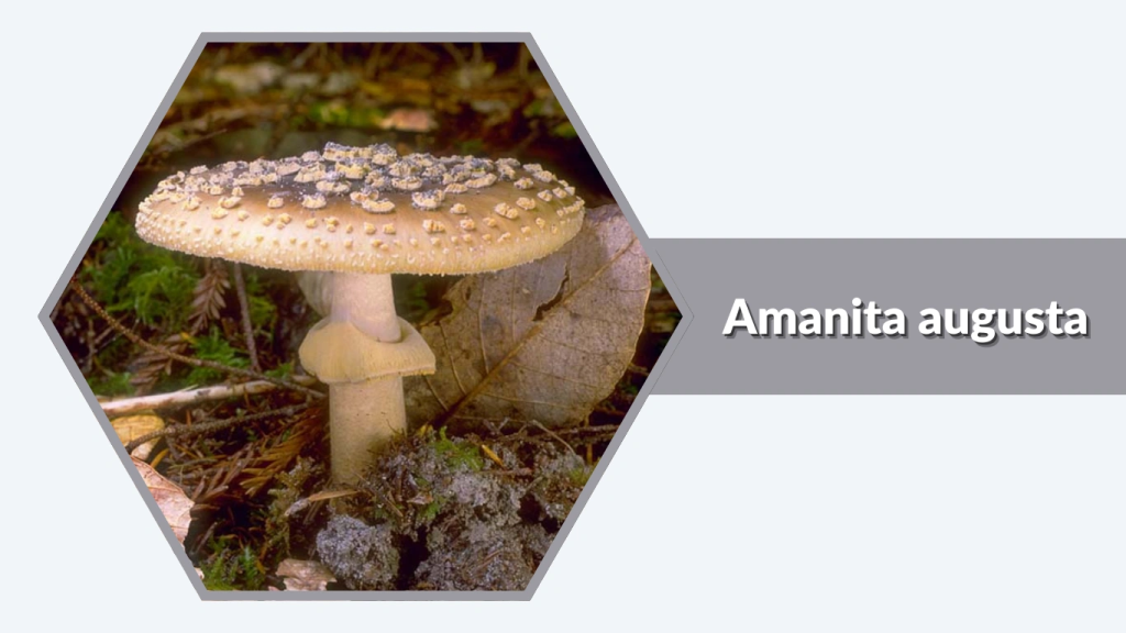 Amanita augusta