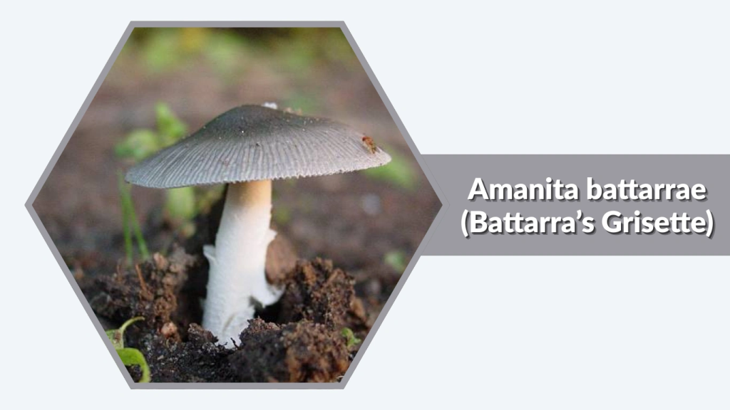 Amanita battarrae (Battarra’s Grisette)