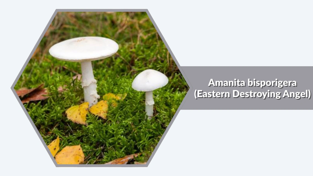 Amanita bisporigera (Eastern Destroying Angel)