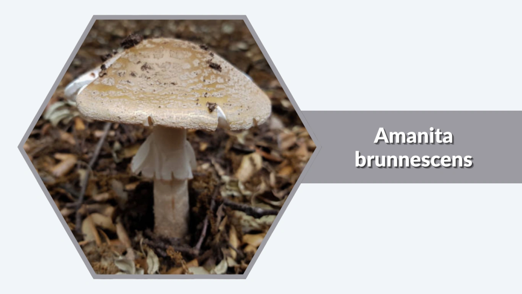 Amanita brunnescens