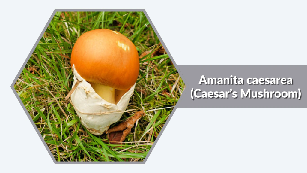 Amanita caesarea (Caesar’s Mushroom)