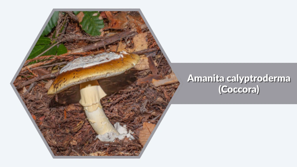 Amanita calyptroderma (Coccora)