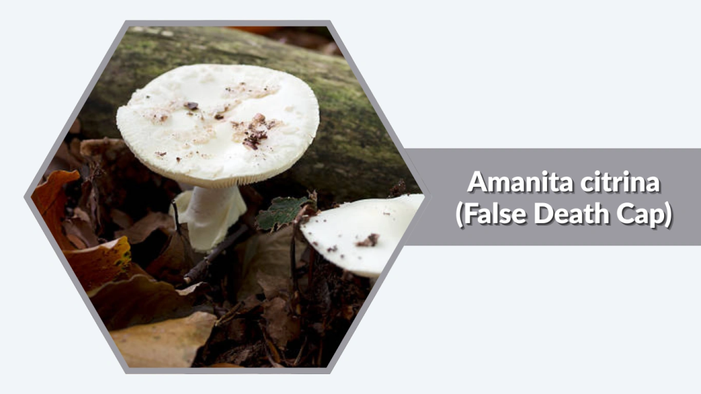 Amanita citrina (False Death Cap)