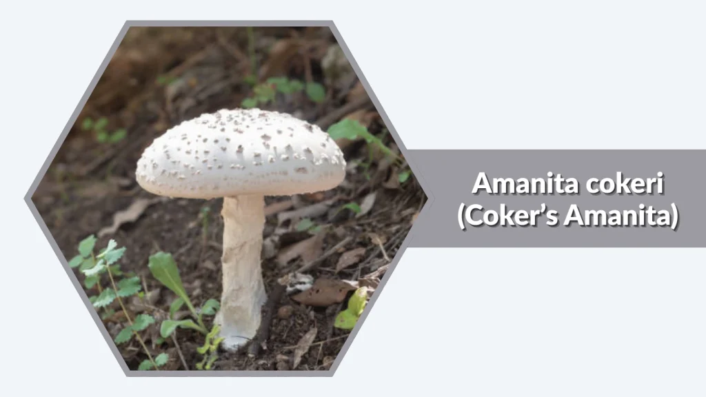 Amanita cokeri (Coker’s Amanita)