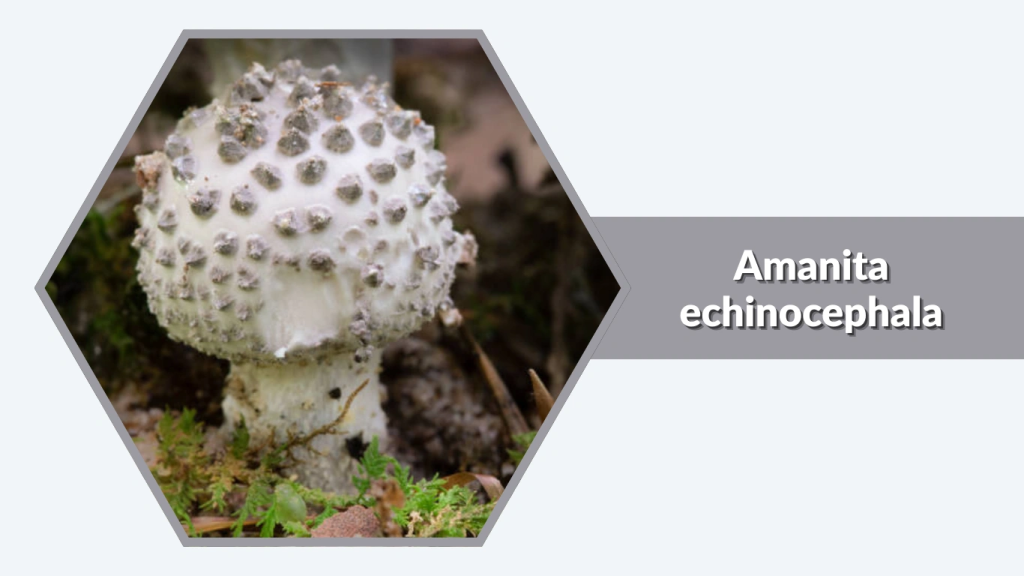 Amanita echinocephala