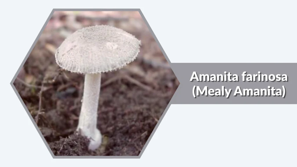 Amanita farinosa (Mealy Amanita)