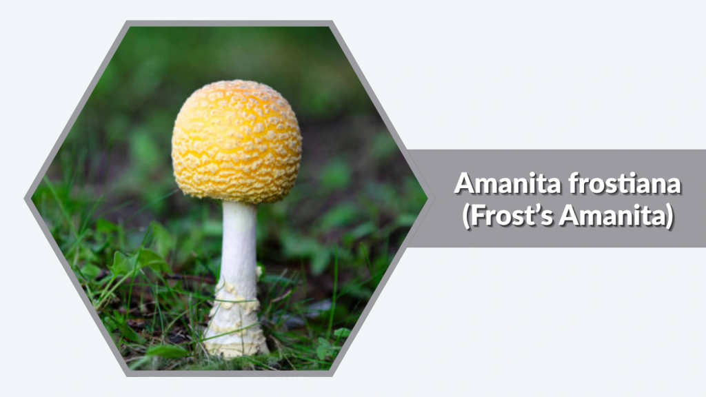 Amanita frostiana (Frost’s Amanita)