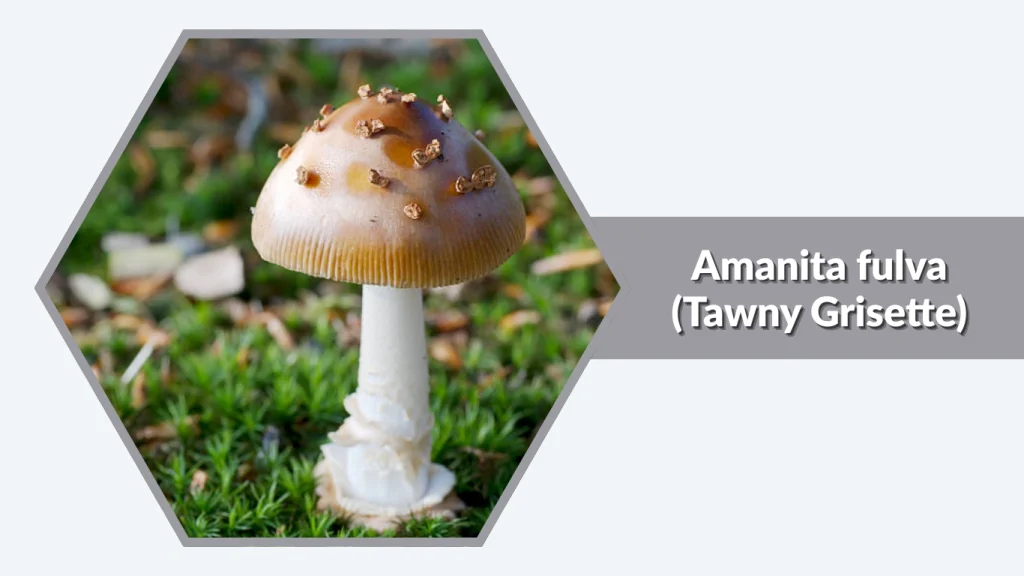 Amanita fulva (Tawny Grisette)
