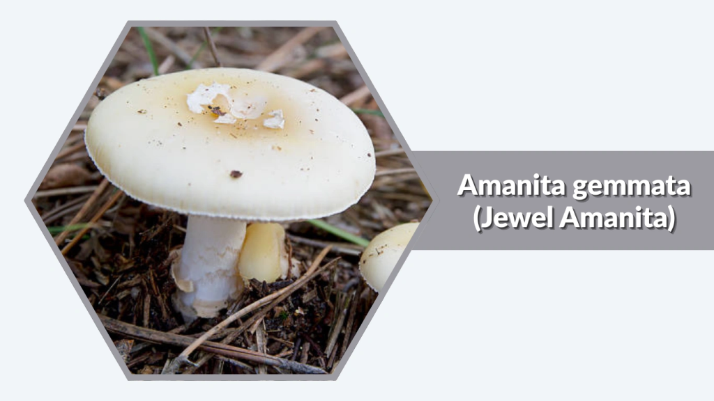 Amanita gemmata (Jewel Amanita)