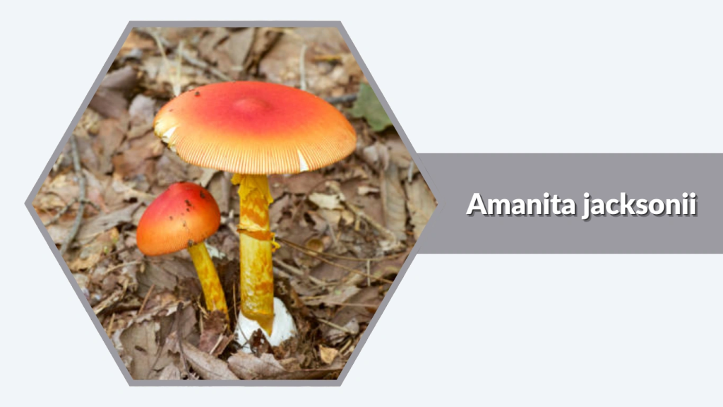 Amanita jacksonii