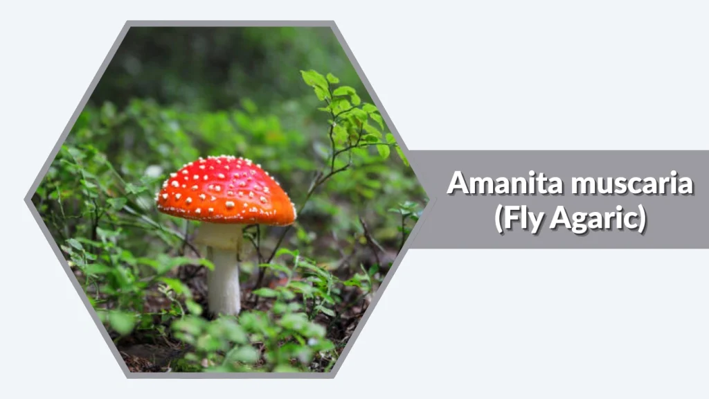 Amanita muscaria (Fly Agaric)