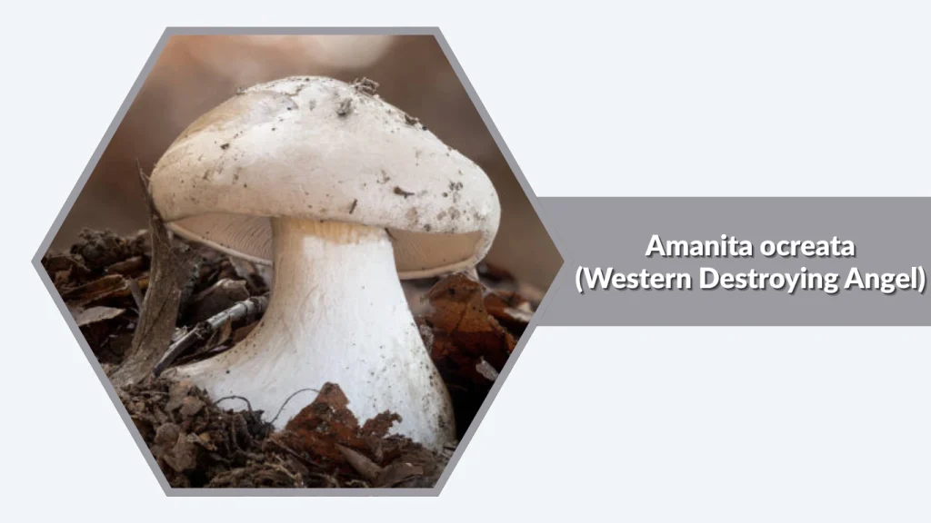 Amanita ocreata (Western Destroying Angel)
