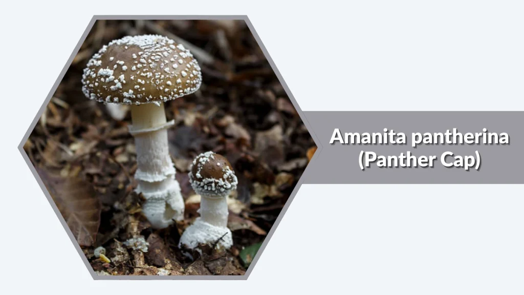 Amanita pantherina (Panther Cap)