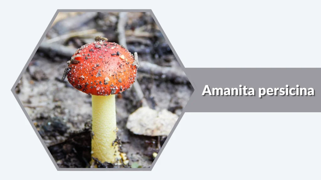 Amanita persicina