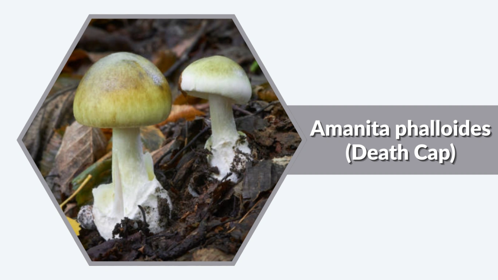 Amanita phalloides (Death Cap)