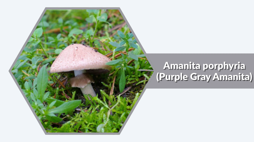 Amanita porphyria (Purple Gray Amanita)