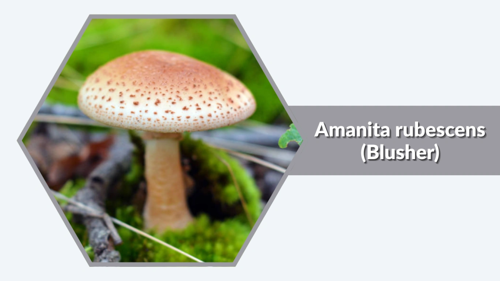 Amanita rubescens (Blusher)