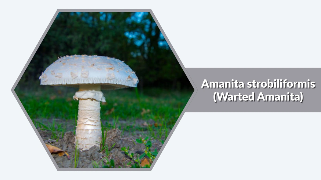 Amanita strobiliformis (Warted Amanita)